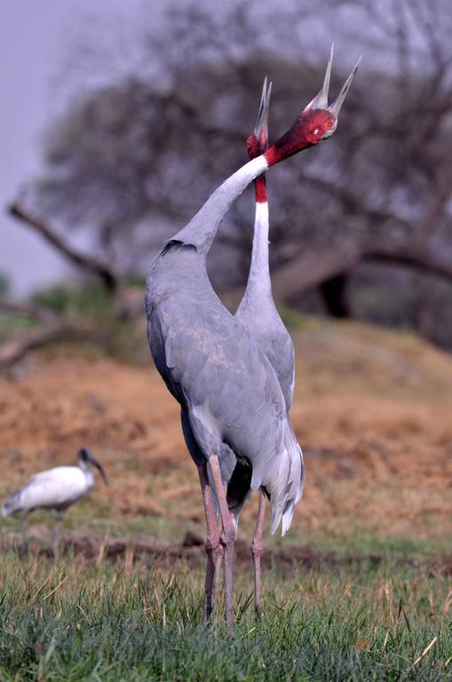 Hotel Bharatpur Ashok Dış mekan fotoğraf