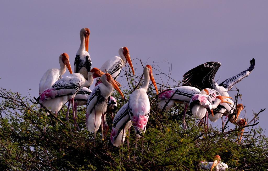 Hotel Bharatpur Ashok Dış mekan fotoğraf
