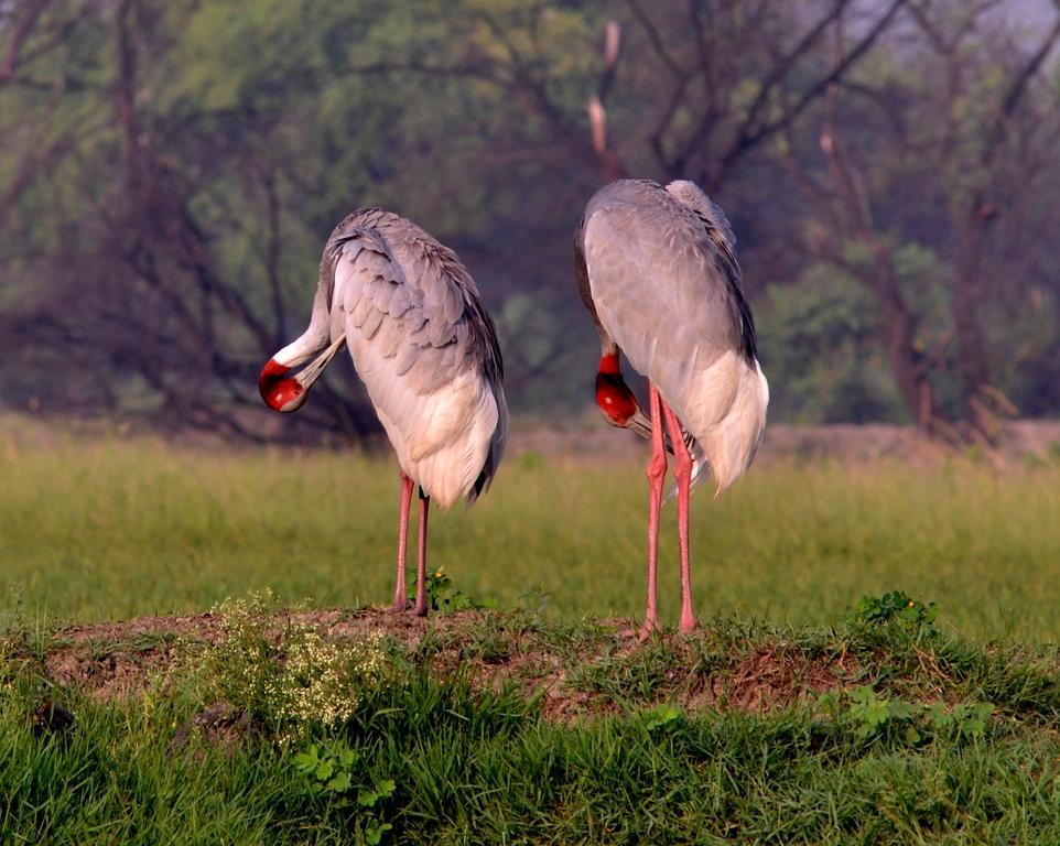 Hotel Bharatpur Ashok Dış mekan fotoğraf